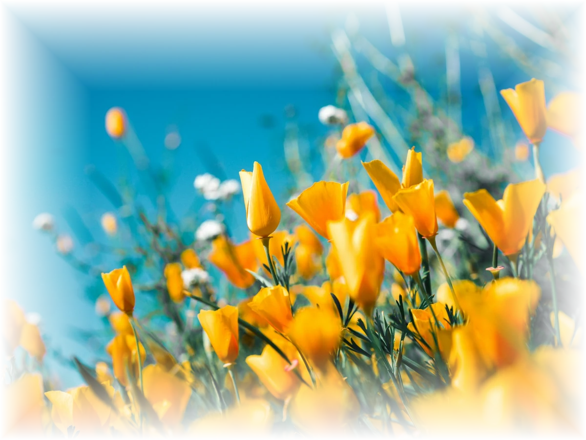 Orange poppy flowers with all four edges softly fading to transparent