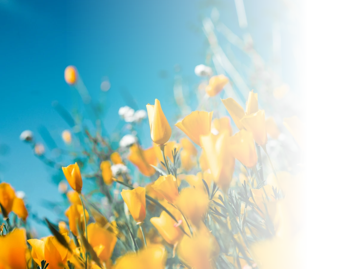 Orange poppy flowers fading from visible on the left to transparent on the right
