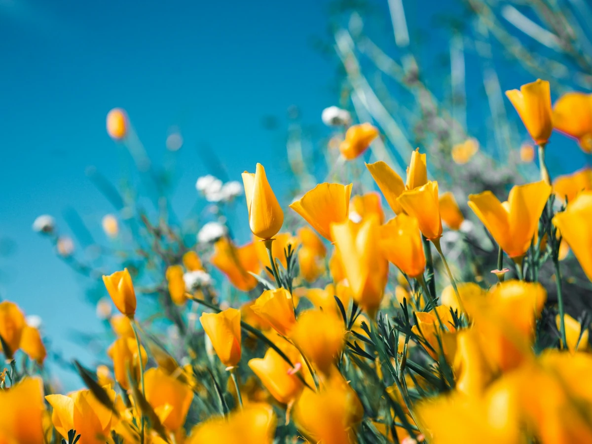 Orange poppy flowers against a blue sky, fully visible